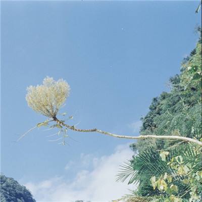 逆苍穹小米版下载